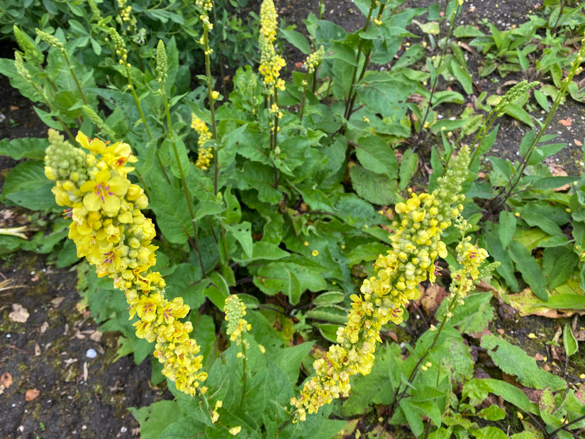 Zwarte Toorts - Verbascum nigrum