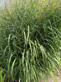 Biologisch Vingergras - Panicum virgatum 'Rehbraun'