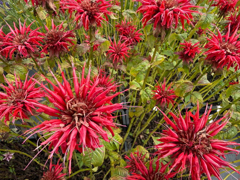 Biologisch Bergamotplant - Monarda 'Cambridge Scarlet'