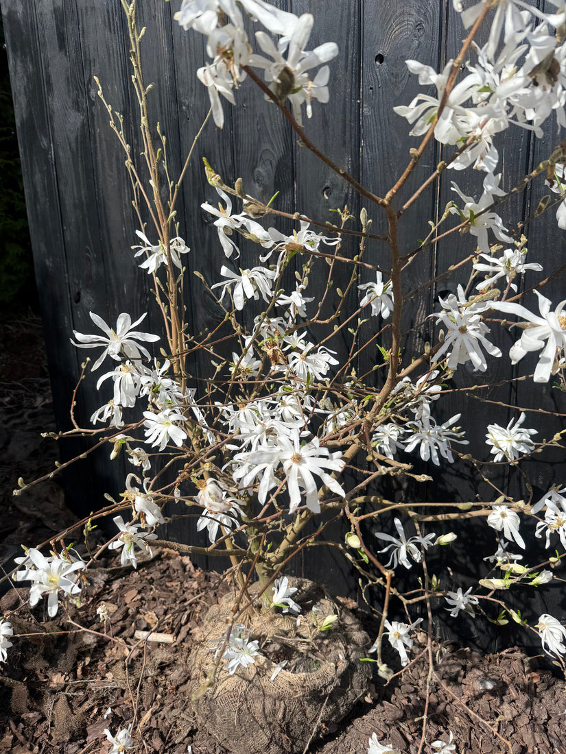 Biologische Stermagnolia (Wit) Struik vorm - Magnolia stellata