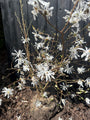 Biologische Stermagnolia (Wit) Struik vorm - Magnolia stellata