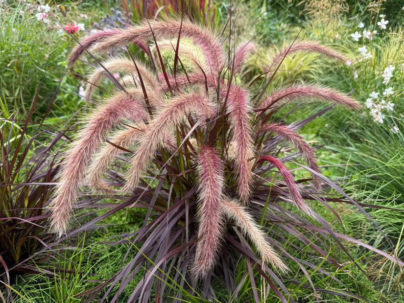 Lampenpoetsersgras - Pennisetum advena 'Rubrum'
