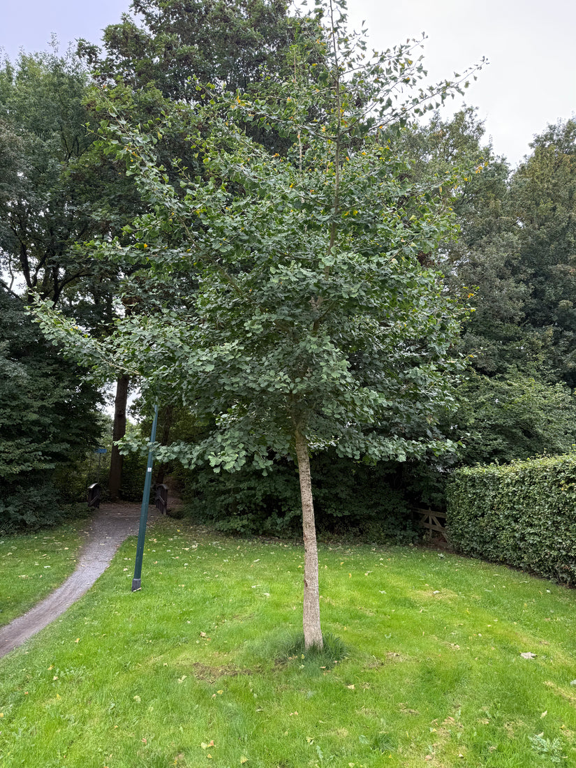 Japanse notenboom - Ginkgo biloba hoogstam