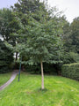 Japanse notenboom - Ginkgo biloba hoogstam