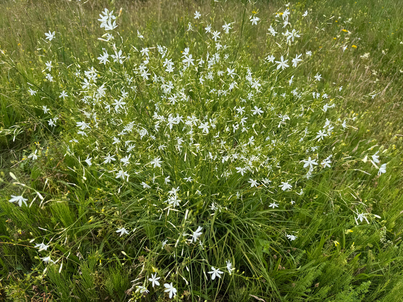 Grote graslelie - Anthericum liliago