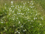 Grote graslelie - Anthericum liliago