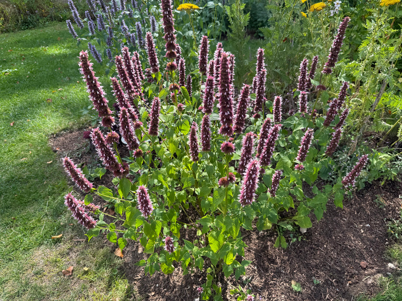 Biologisch Dropplant - Agastache 'Black Adder'