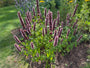 Biologisch Dropplant - Agastache 'Black Adder'
