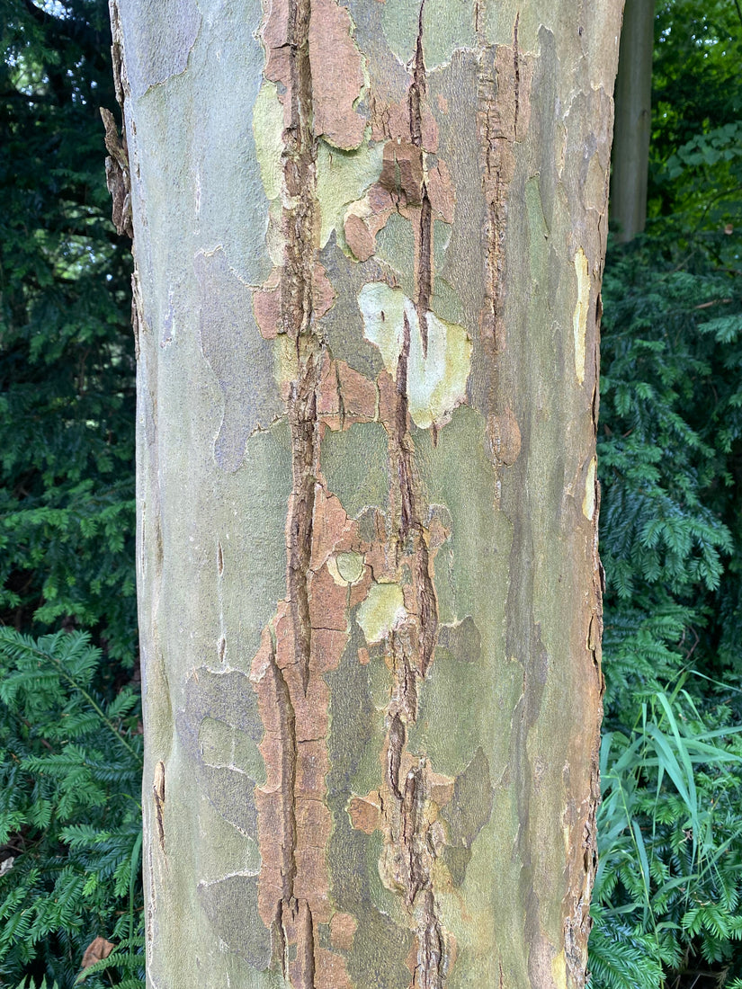 Westerse plataan - Platanus occidentalis