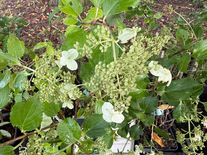 Pluimhortensia (Halfstam) - Hydrangea paniculata 'Kyushu'