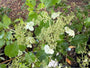 Pluimhortensia (Halfstam) - Hydrangea paniculata 'Kyushu'