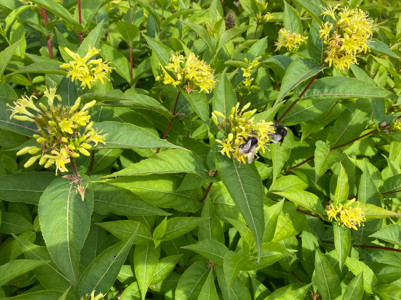 Boskamperfoelie - Diervilla sessilifolia 'Butterfly'