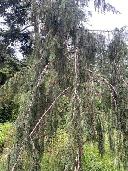 Treurspar - Picea breweriana