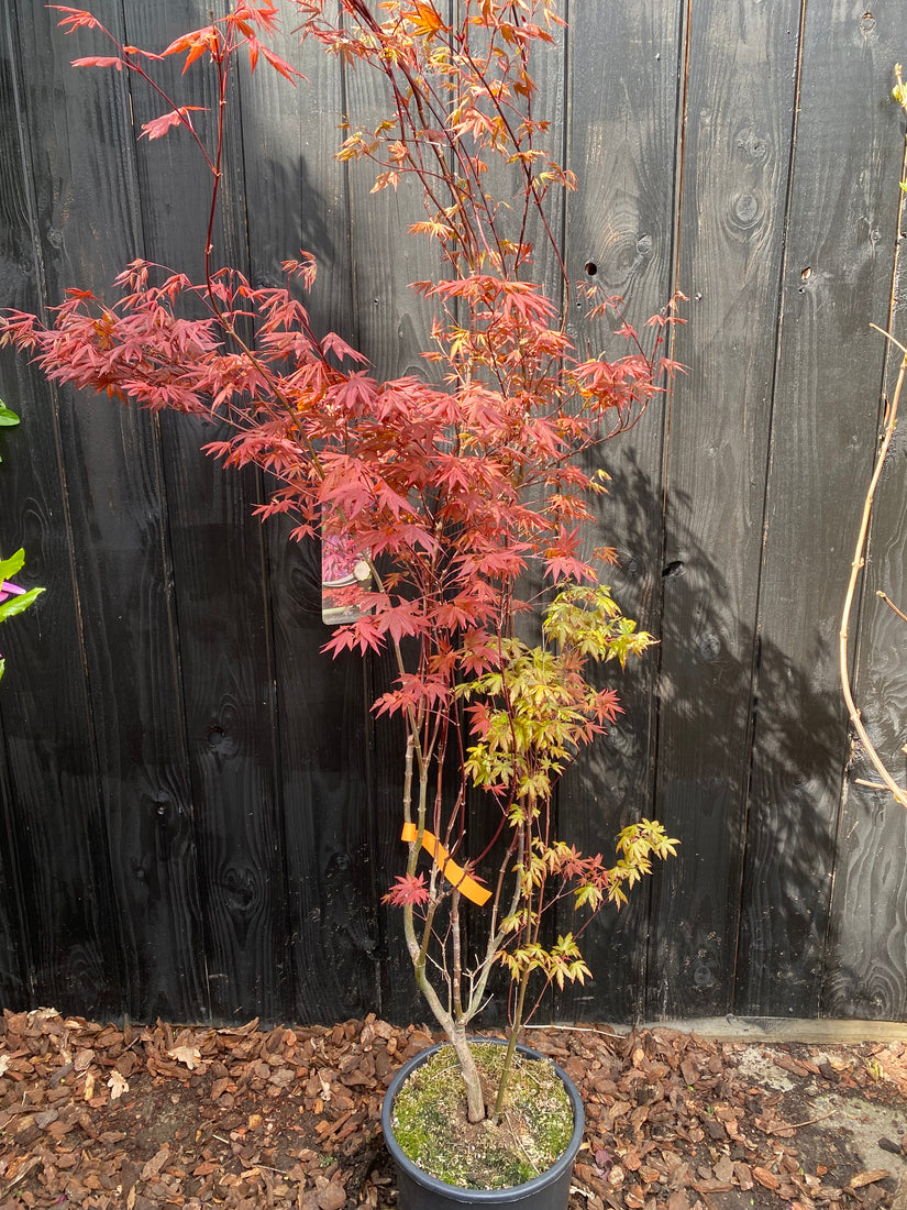 Voorbeeld 150-175 cm
C15 pot
April
