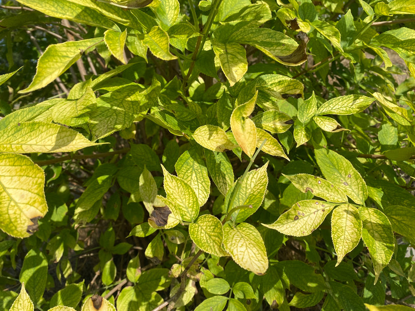 Trosvlier - Sambucus racemosa 'Sutherland Gold'