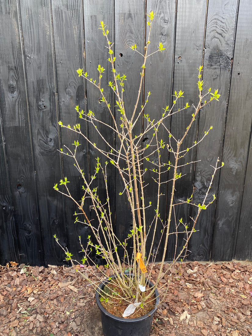 Meloenboompje - Chimonanthus praecox (Winterzoet)