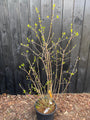 Meloenboompje - Chimonanthus praecox (Winterzoet)