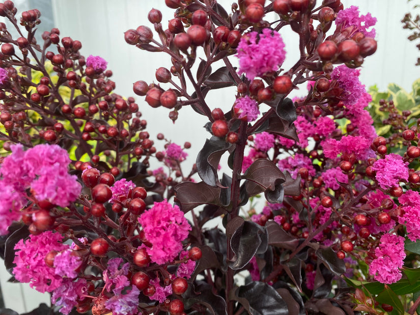 Indische sering - Lagerstroemia indica 'Berry Dazzle'