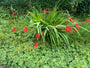 Biologisch Montbretia - Crocosmia 'Lucifer' TIP