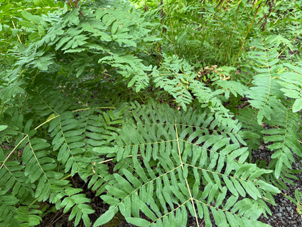 Koningsvaren (Hoogte 150 cm) - Osmunda regalis