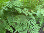 Koningsvaren (Hoogte 150 cm) - Osmunda regalis
