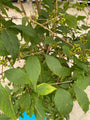 Schoonvrucht - Callicarpa bodinieri 'Profusion'