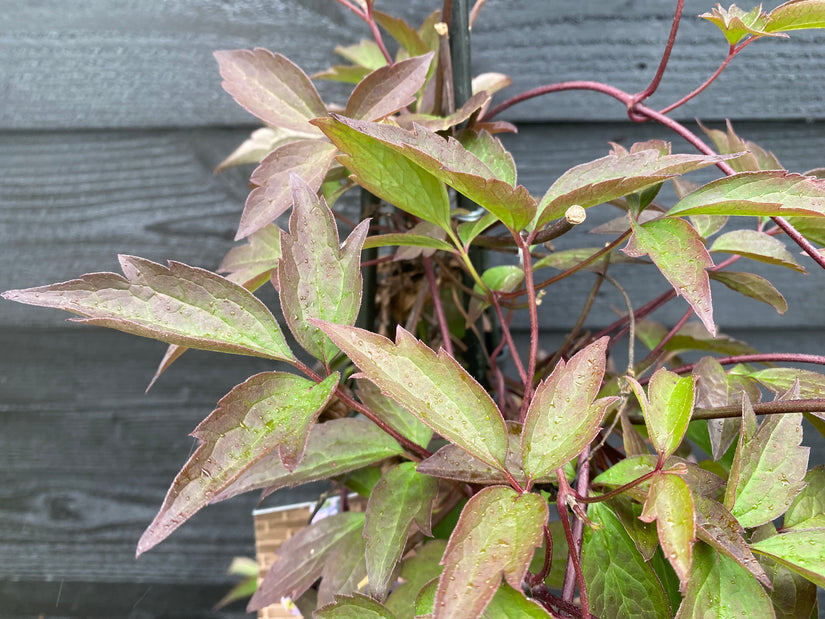 Lichtroze Bergbosrank - Clematis montana 'Rubens'