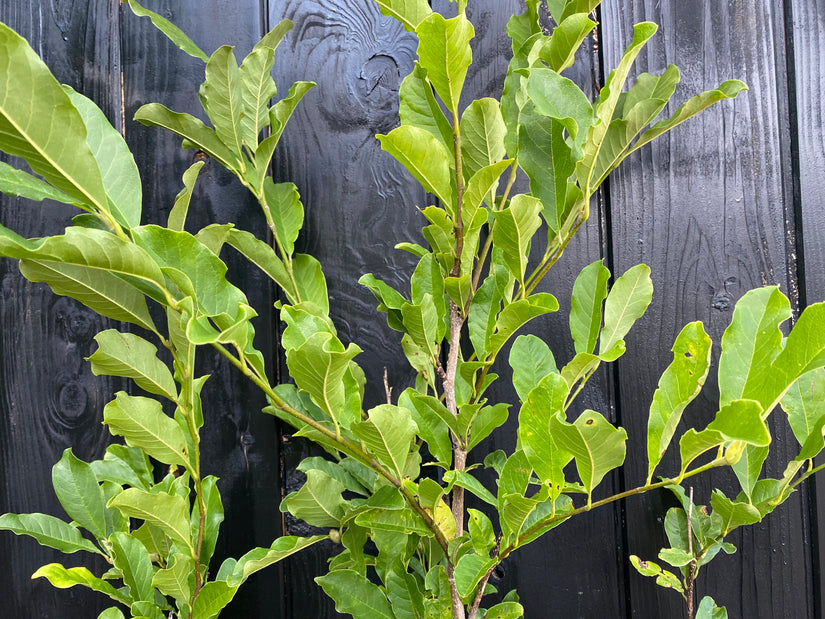 Stermagnolia - Magnolia stellata