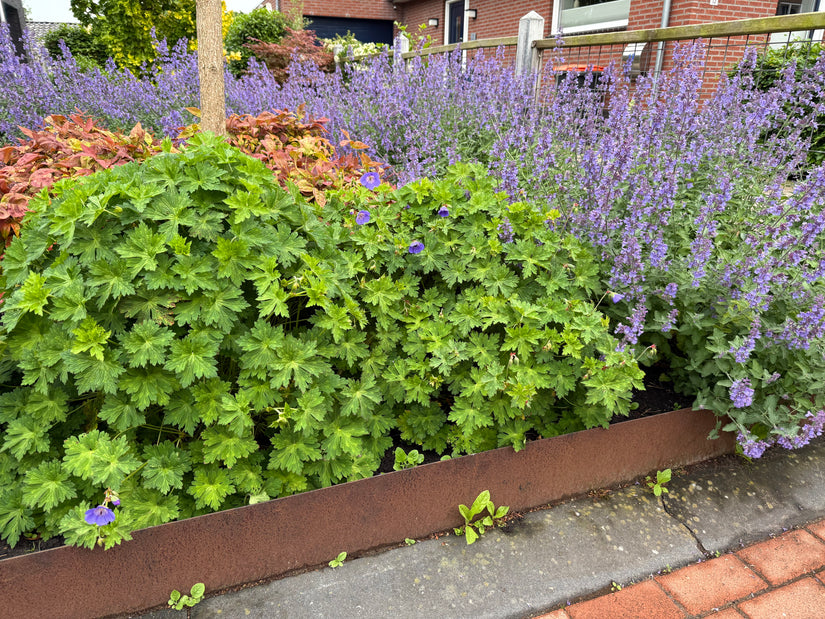 Cortenstaal borderrand flexibel 106 cm strip Hoogte 16 cm Wovar