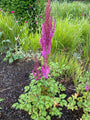 Pluimspirea - Astilbe Japonica 'Mainz'