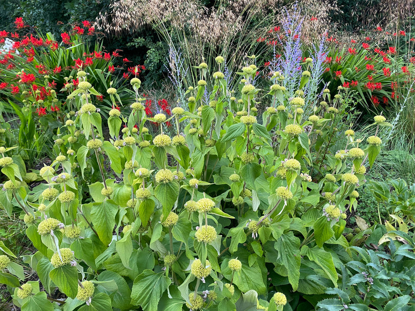 Biologisch Brandkruid - Phlomis russeliana