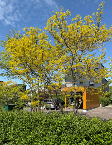 Gele valse Christusdoorn Meerstammig - Gleditsia triacanthos 'Sunburst'