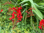 Biologisch Montbretia - Crocosmia 'Lucifer' TIP