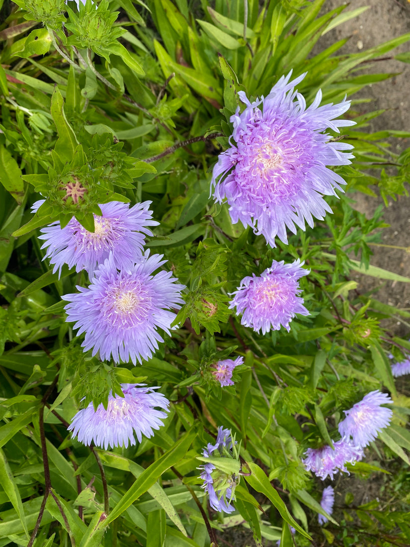 Korenbloemaster - Stokesia laevis