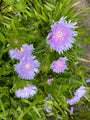 Korenbloemaster - Stokesia laevis