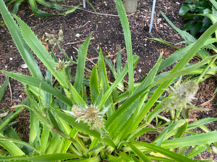 Kruisdistel Eryngium 'agavifolium'