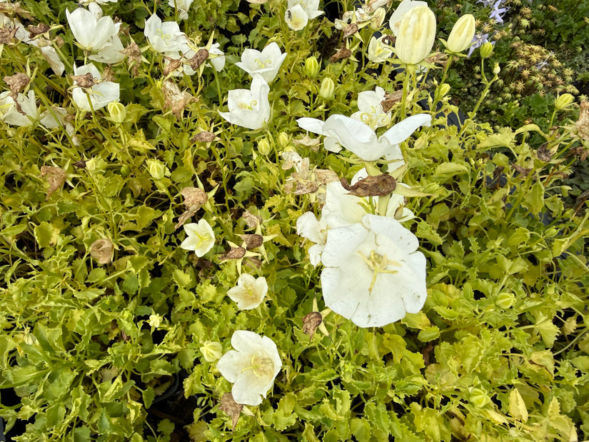 Karpatenklokje (Wit) - Campanula carpatica 'Weisse Clips'