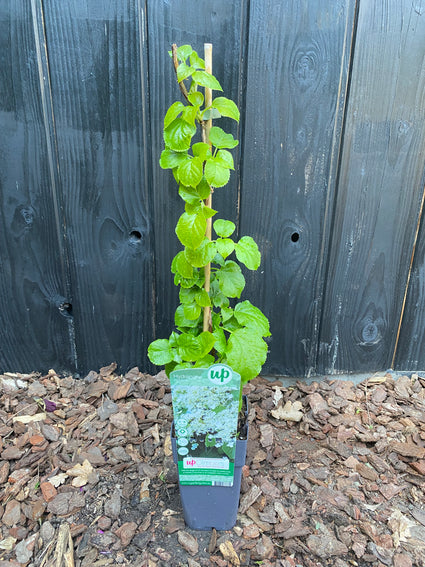 Biologische Klimhortensia - Hydrangea petiolaris