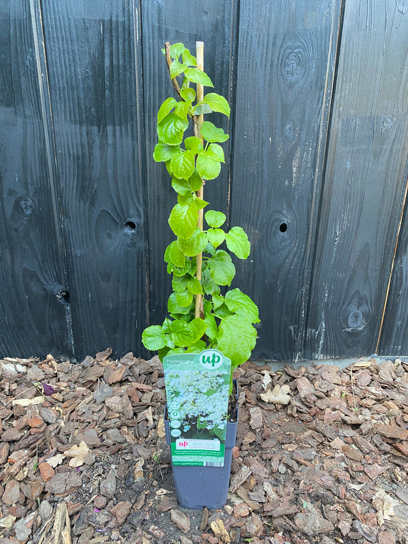Biologische Klimhortensia - Hydrangea petiolaris