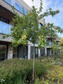 Appelboom (Hoogstam) - Malus domestica 'Elstar'