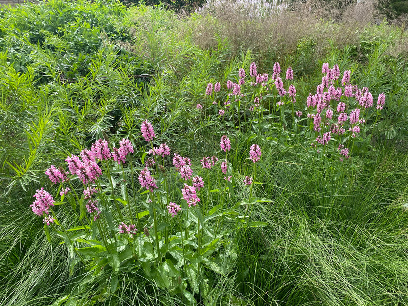 Biologisch Ezelsoor - Stachys officinalis 'Rosea'