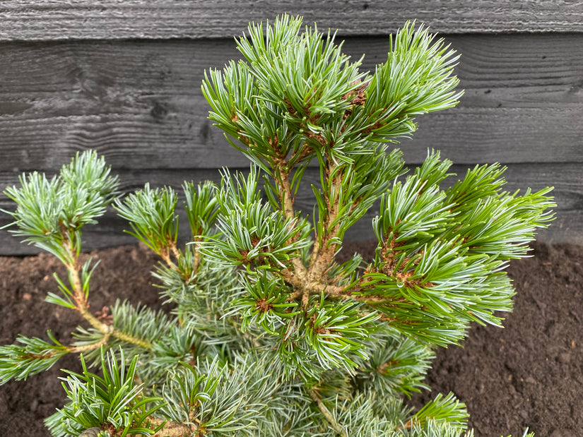 Japanse pijnboom - Pinus parviflora 'Negishi' (Bonsai)