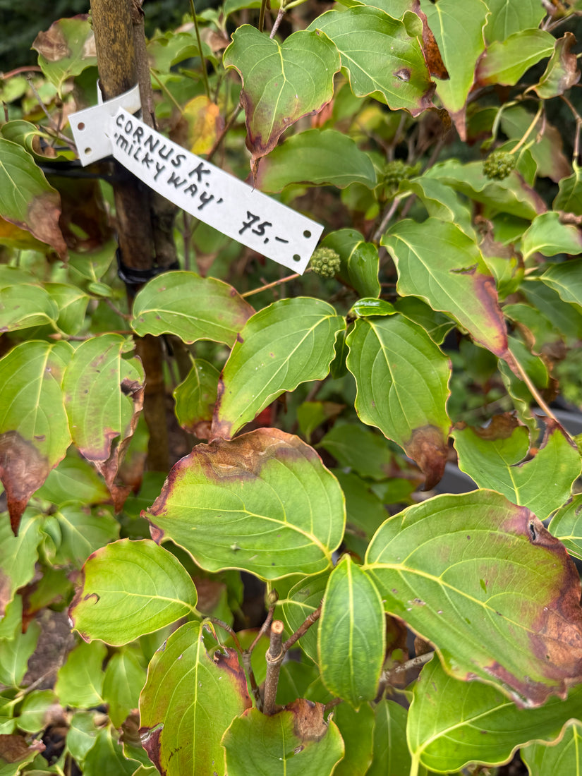 Herfstverkleuring
