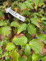 Herfstverkleuring