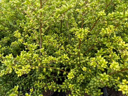 Japanse hulst - Ilex crenata 'Convexa'