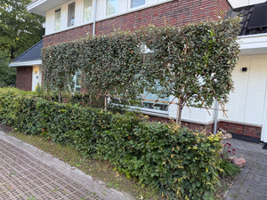 Lei olijfwilg - Stamhoogte ca 135 cm