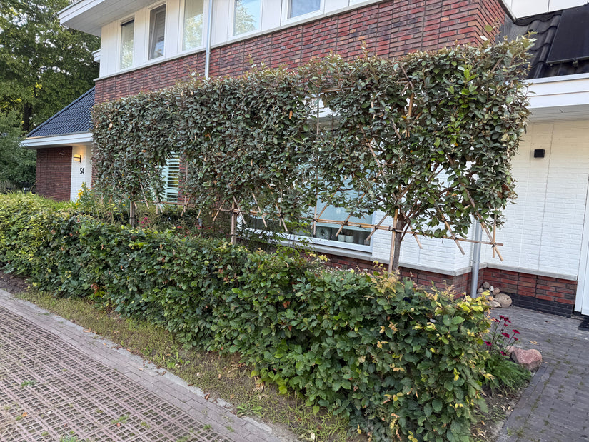 Lei olijfwilg - Elaeagnus ebbingei leiboom - Groenblijvend