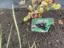 Biologisch Zwarte vlier - Sambucus nigra 'Black Beauty'.