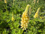 Lupine (Geel) - Lupinus 'Gallery Yellow'