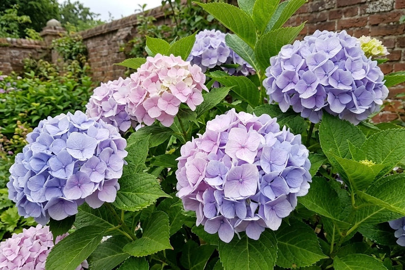 Seringhortensia - Hydrangea macrophylla 'Ayesha'